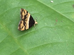 Choreutis xanthogramma