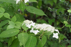 Hydrangea serrata