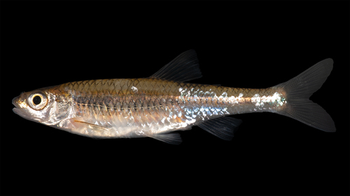 Mimic shiner (Notropis volucellus) — Cyprinidae — 4