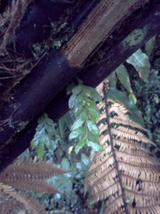 Tmesipteris lanceolata