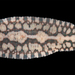 Placobdella parasitica - Photo (c) sercfisheries,  זכויות יוצרים חלקיות (CC BY-NC), הועלה על ידי sercfisheries