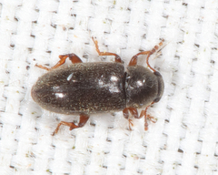 Telmatophilus americanus