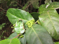 Mystroxylon aethiopicum