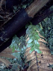 Tmesipteris lanceolata