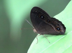 Mycalesis tagala