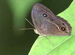Mycalesis tagala