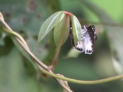 Tagiades trebellius