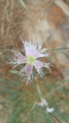 Dianthus broteri