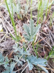 Potentilla effusa