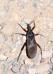 Triatoma rubida