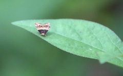 Choreutis xanthogramma