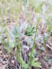 Potentilla effusa