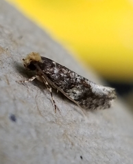 Monopis marginistrigella