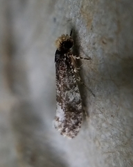 Monopis marginistrigella