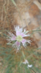 Dianthus broteri