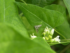 Petrophila canadensis