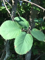 Amelanchier laevis