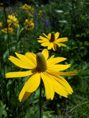 Rudbeckia californica