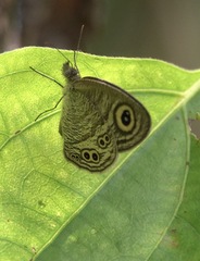 Ypthima stellera