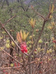 Comarostaphylis glaucescens