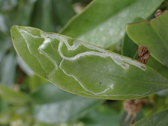Liriomyza schmidti