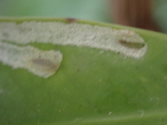 Liriomyza schmidti