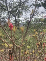 Comarostaphylis glaucescens