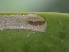 Liriomyza schmidti