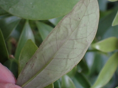 Liriomyza schmidti