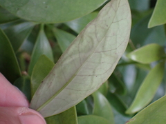 Liriomyza schmidti