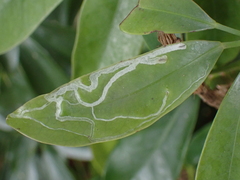 Liriomyza schmidti