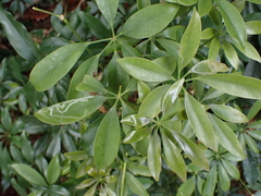 Liriomyza schmidti