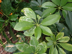 Liriomyza schmidti