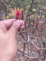 Comarostaphylis glaucescens