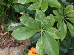 Liriomyza schmidti
