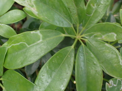 Liriomyza schmidti