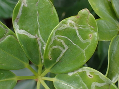 Liriomyza schmidti