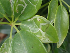 Liriomyza schmidti