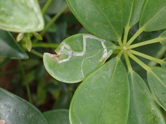 Liriomyza schmidti