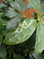 Liriomyza schmidti