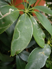 Liriomyza schmidti