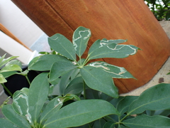 Liriomyza schmidti