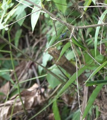 Potamarcha congener