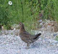Canachites canadensis canace