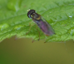 Toxomerus marginatus