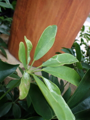 Liriomyza schmidti
