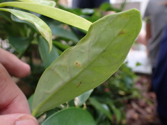 Liriomyza schmidti