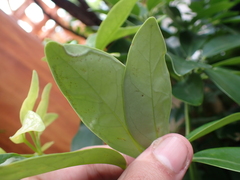 Liriomyza schmidti