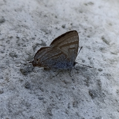 Chrysozephyrus syla