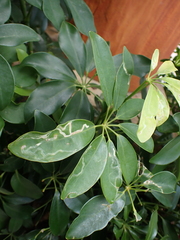 Liriomyza schmidti
